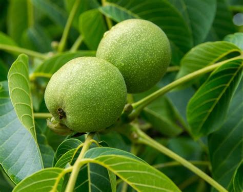 Black Walnut Tree 2-pack, Juglans Nigra, Edible Nuts, Attractive Hardwood, Fragrant Leaves ...