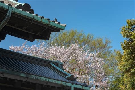 Premium Photo | Cherry blossom in tokyo imperial palace