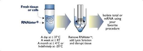 RNA Stabilization and Storage - RNAlater | Thermo Fisher Scientific - US