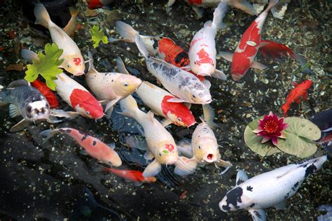 Koi Fish Pond Wallpapers - Top Free Koi Fish Pond Backgrounds - WallpaperAccess