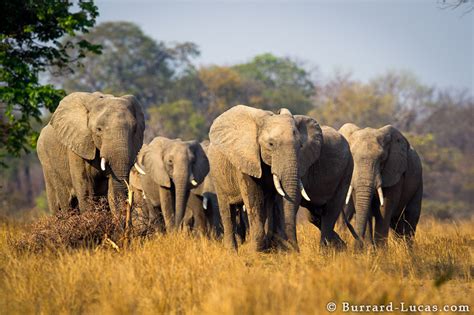 Elephant Herd - Burrard-Lucas Photography