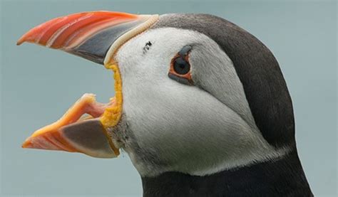 🔥 The Atlantic Puffin has spikes in the roof of its mouth and on its ...