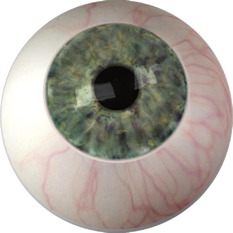 Iris Eye color Ocular prosthesis - Eye PNG png download - 1604*1603 - Free Transparent png ...