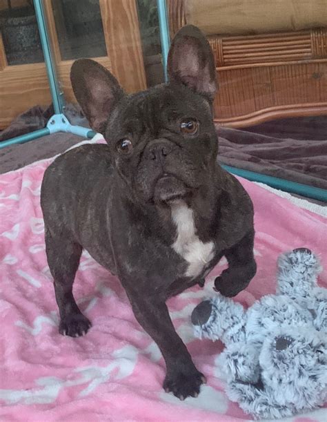 Chocolate Brindle Female French Bulldog: Choco - The French Bulldog