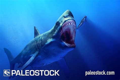 Megalodon stock image