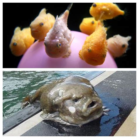 Lump fish as babies are so cute and pretty (top), but look like ...