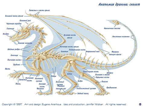 Dragon anatomy, Dragon skeleton, Dragon drawing