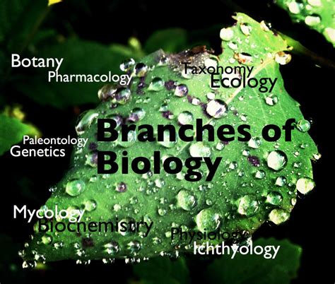 Branches of Biology and Their Meaning | Owlcation