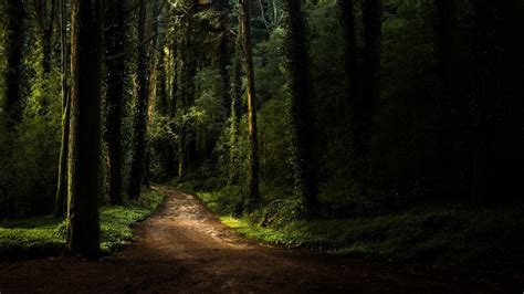 Path Forest Ultra Hd Wallpapers Wallpaper Cave - vrogue.co