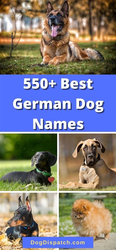 550+ Best German Dog Names (2022 Updated) - Dog Dispatch