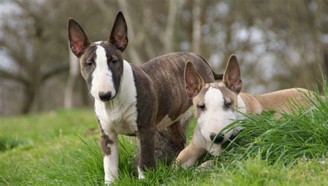 Miniature Bull Terrier Rescue Canada