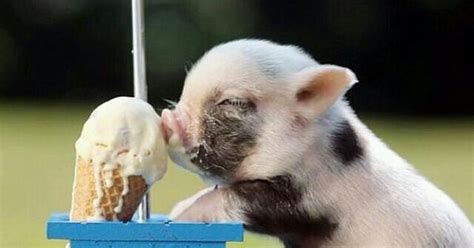 A baby pig eating an ice cream cone at a tiny picnic table. You're welcome. | Adorable