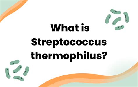 What is Streptococcus thermophilus? - Layer Origin Nutrition