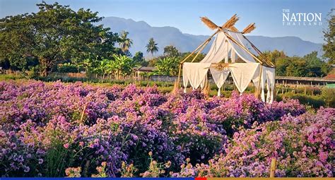 Eight ‘must-see’ flower gardens in Chiang Mai’s Mae Rim district