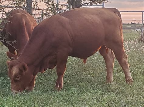 Yearling Gelbvieh and Balancer bulls - Nex-Tech Classifieds