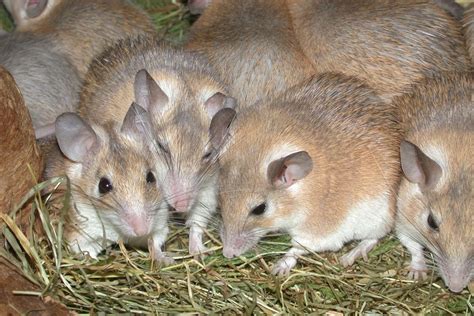 This rodent's menstrual cycle is similar to humans' — and that could be ...