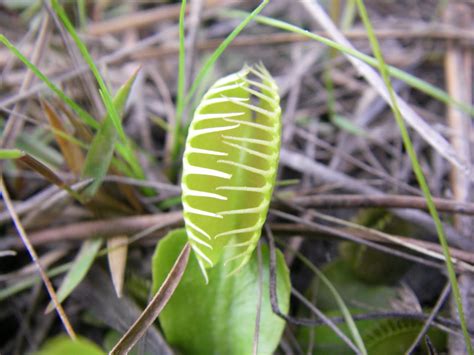 Resources for Florida Master Naturalists: Florida Wetland Carnivorous ...