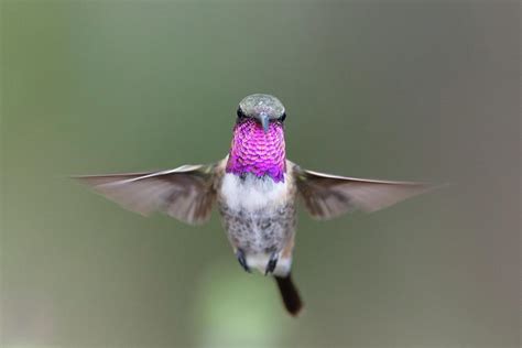 Lucifer Hummingbird - 4 Photograph by Mike Timmons - Fine Art America