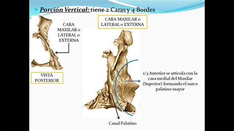 Hueso Palatino - YouTube