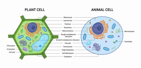 Chapter 7 Cell Structure And Function Answer Key - TeresaSaaim