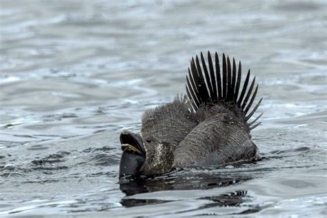 Musk Duck Endemic to Australia 24737681 Stock Photo at Vecteezy