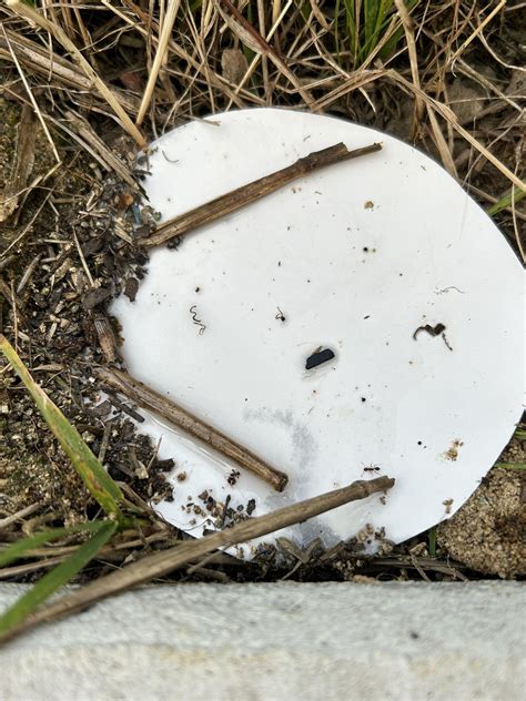 Interesting ant behavior? : r/ants