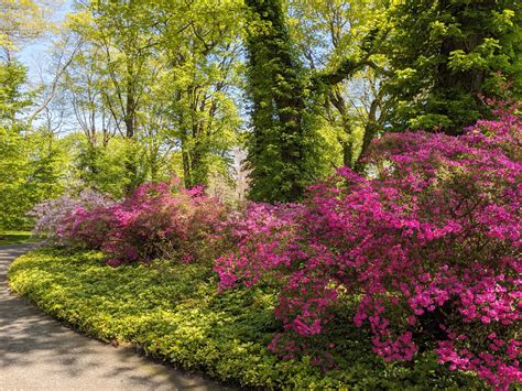 Pruning My Azaleas - The Martha Stewart Blog