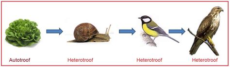 Heterotrofe organismen