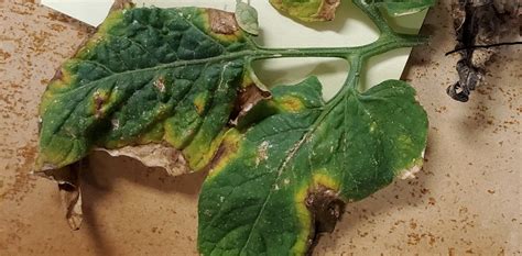 Early Blight of Tomato - Backbone Valley Nursery