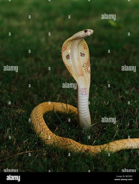 Albino cobra in hood up position on a grass surface Stock Photo - Alamy