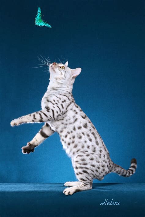 Silver Spotted Bengal Cat - texasstarbengals.com #catsbreedsabyssinian ...