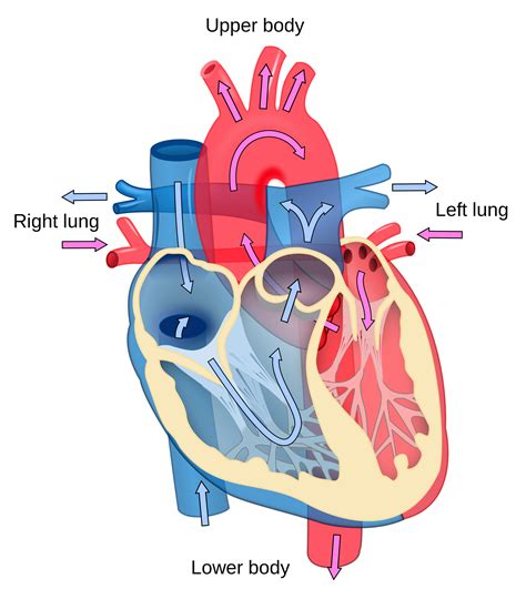 Back Muscles Diagram Unlabeled : Diagram Muscles Diagram Unlabeled Full Version Hd Quality ...