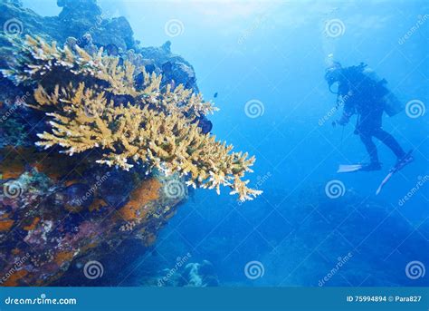 Divers and coral reef stock photo. Image of reef, activity - 75994894