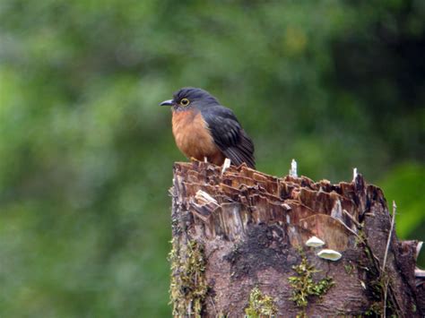 Cuculiformes - Cuckoos, Hoatzins, Turacos Photo Gallery | Wildlife Journal Junior