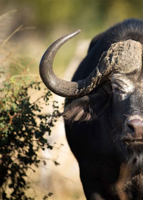 23 African Cape Buffalo Facts (Syncerus caffer) | Storyteller Travel