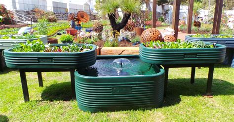 Experimenting with Aquaponics | Bunnings Workshop community