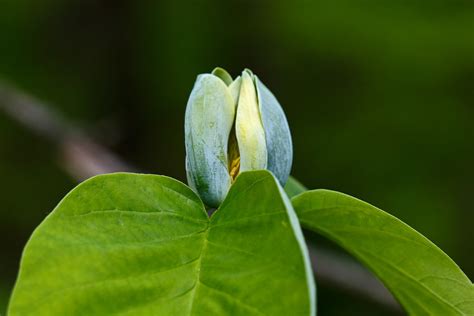 Magnolia acuminata (cucumber-tree) | Flower. | Tom Potterfield | Flickr