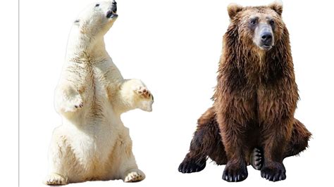 Kodiak Bear vs. Polar Bear: Which One is More Dangerous? - Sometimes Interesting