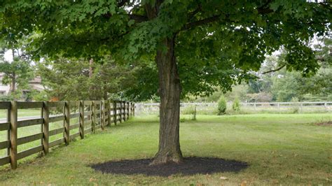 Russell Tree Experts — How to Mulch Around a Tree