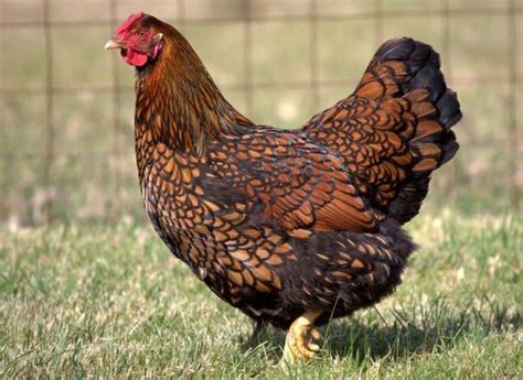 Top 10 Egg Laying Chicken Breeds in Australia - Somerzby Pet Products ...