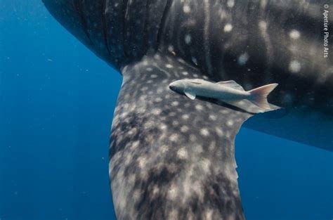 Isla Mujeres and Cenotes, Mexico Whale Sharks - Steve Eilenberg and ...