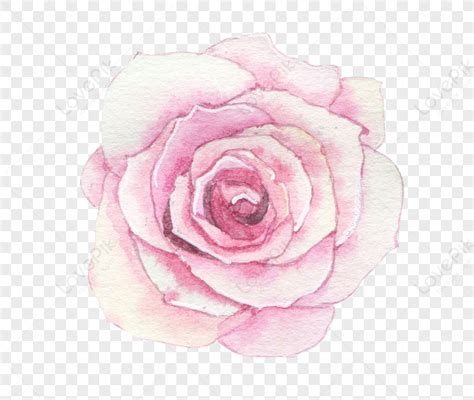 Best Painted Flowers Illustration, Pink Purple, Light Pink, Rose Transparent PNG Transparent ...