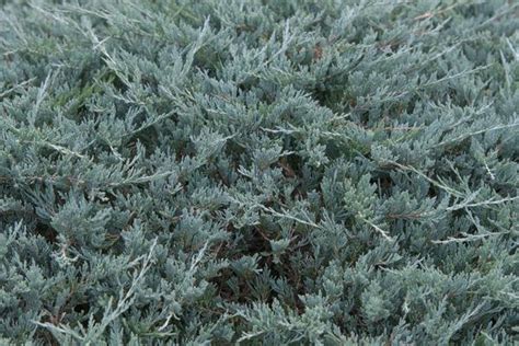 Creeping Juniper (Juniperus horizontalis): Care and Growing Guide