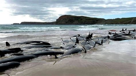 Nearly 500 whales die in New Zealand mass strandings