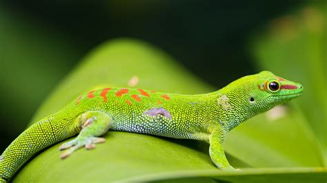 4K Lizards Wallpapers High Quality | Download Free