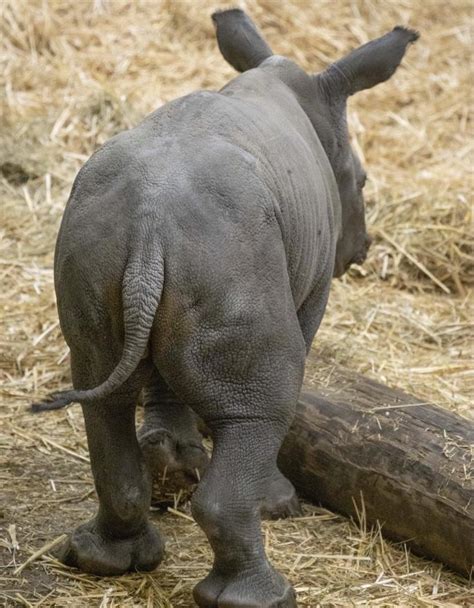 It’s a girl! Rare baby southern white rhino has just been born at nearby Knowsley Safari ...