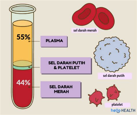 Fahami Jenis Komponen Darah Anda, antaranya plasman dan banyak lagi