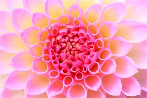 Pretty Pink Dahlias - Patterns in Nature