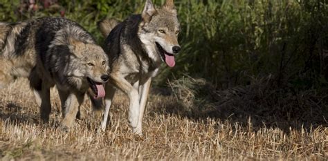 Where We Stand - Montana Wildlife Federation