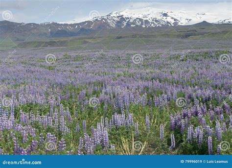 Purple Lupine Flower Fields, Iceland Stock Image - Image of range, blue ...